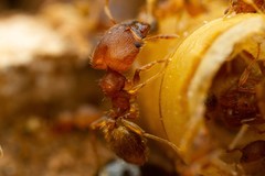 Pheidole bilimeki