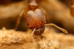 Pheidole bilimeki