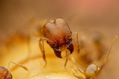 Pheidole bilimeki