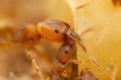 Pheidole bilimeki