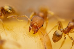 Pheidole bilimeki