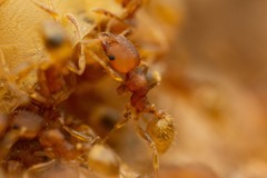 Pheidole bilimeki