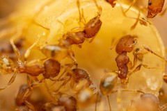Pheidole bilimeki