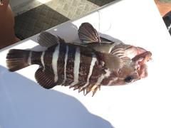 Hyporthodus ergastularius