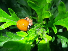 Harmonia axyridis