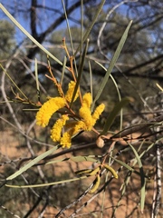 Acacia ammobia