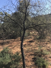 Acacia ammobia