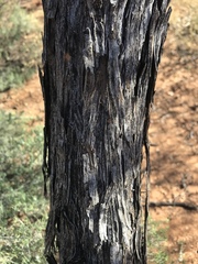 Acacia ammobia