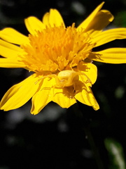 Misumenops