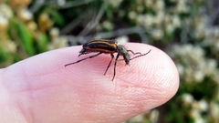 Astylus lineatus