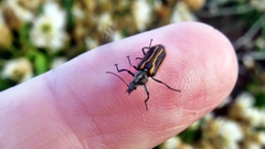 Astylus lineatus