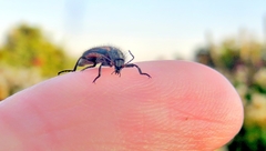 Astylus lineatus