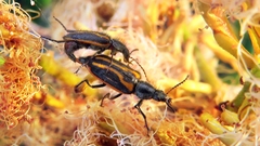 Astylus lineatus