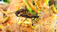 Astylus lineatus
