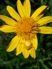 Misumenops
