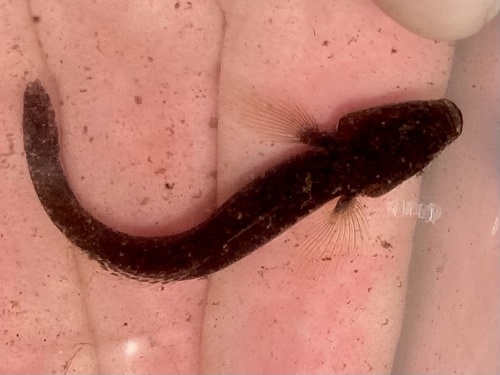 Emerald sleeper (Erotelis smaragdus) — Eleotridae — 2