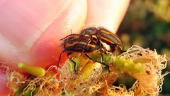 Astylus lineatus