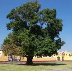 Fraxinus uhdei