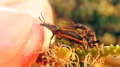 Astylus lineatus