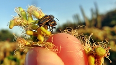 Astylus lineatus