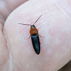 Megapenthes nigriventris