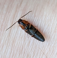 Megapenthes nigriventris