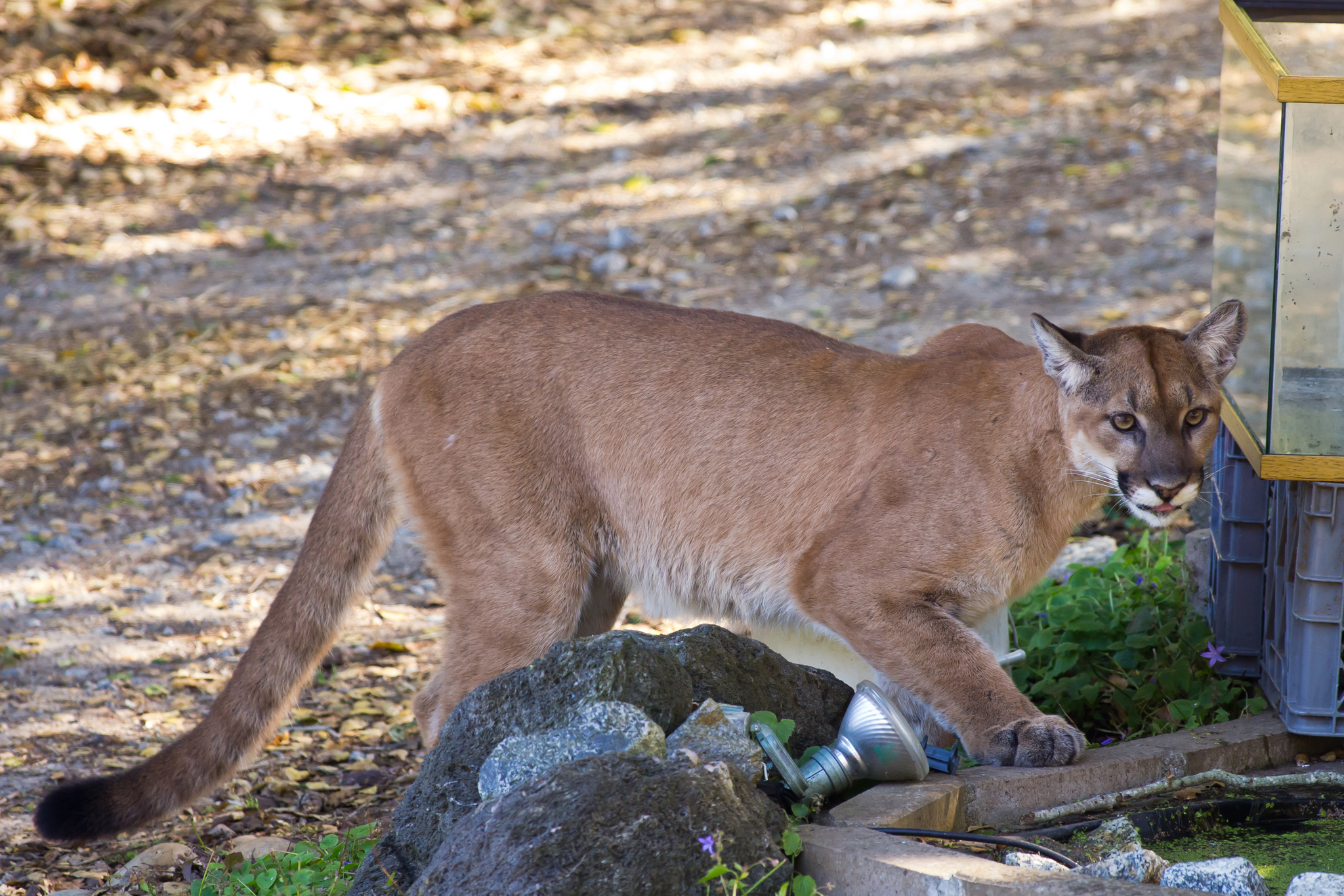 Mountain Lion (Puma concolor) · iNaturalist