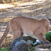 Mountain Lion - Photo (c) Richard Van Stolk, some rights reserved (CC BY-NC), uploaded by Richard Van Stolk