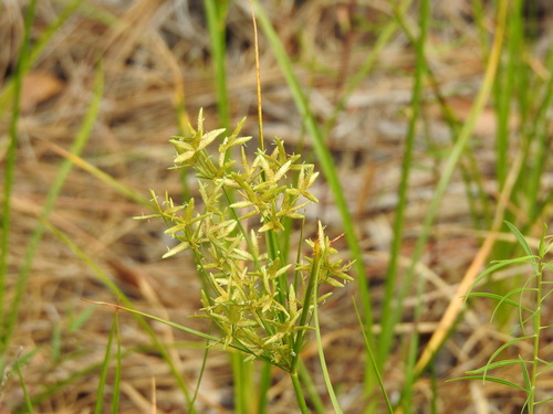Cyperus lecontei image