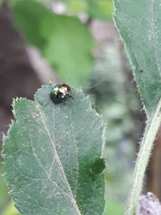 Spintherophyta