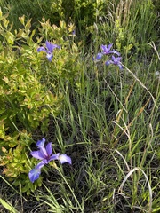 Iris prismatica