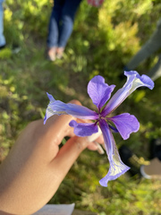 Iris prismatica