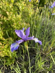 Iris prismatica