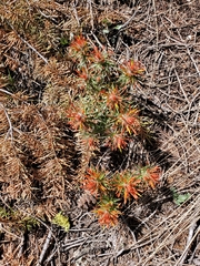 Castilleja covilleana