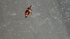 Anthocomus fasciatus