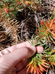 Castilleja covilleana