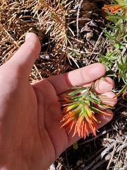 Castilleja covilleana