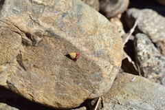 Pyrausta semirubralis