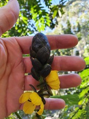 Senna didymobotrya