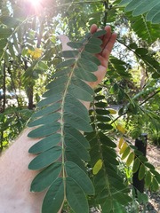 Senna didymobotrya