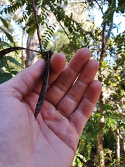 Senna didymobotrya
