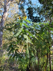 Senna didymobotrya