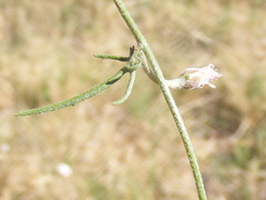 Convolvulus boedeckerianus