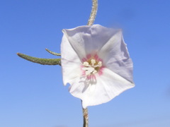 Convolvulus boedeckerianus