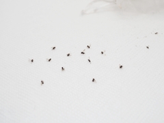 Striatoandricus aciculatus