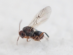 Striatoandricus aciculatus