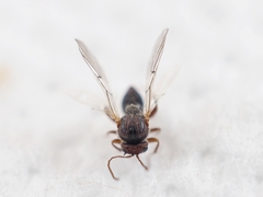 Striatoandricus aciculatus
