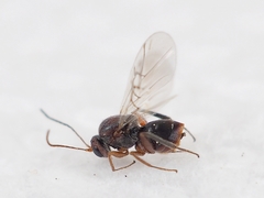 Striatoandricus aciculatus