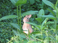 Sylvilagus floridanus