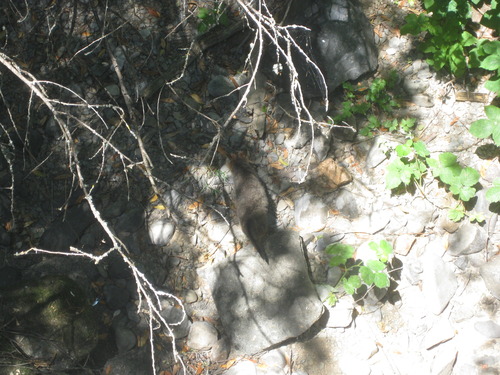 Urocyon cinereoargenteus